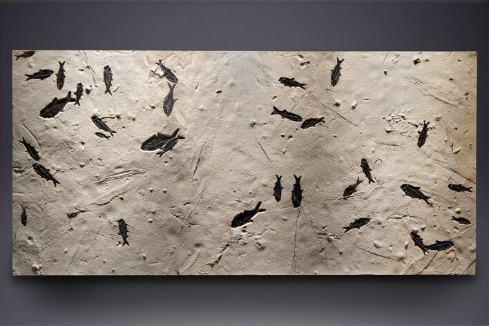 Museum Quality Fossil Fish Mortality Plate - Ready to Hang #370784